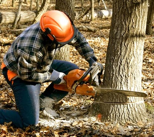 Tree Removal in Campobello, SC